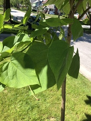 Catalpa speciosa