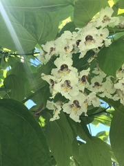 Catalpa speciosa