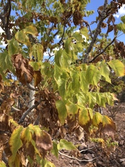 Steganotaenia araliacea araliacea