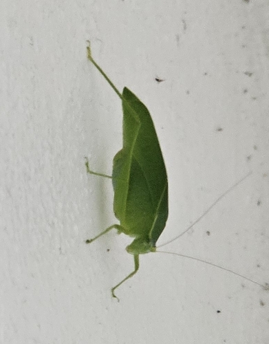 Narrow-beaked Katydid photo 5
