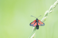 Zygaena osterodensis