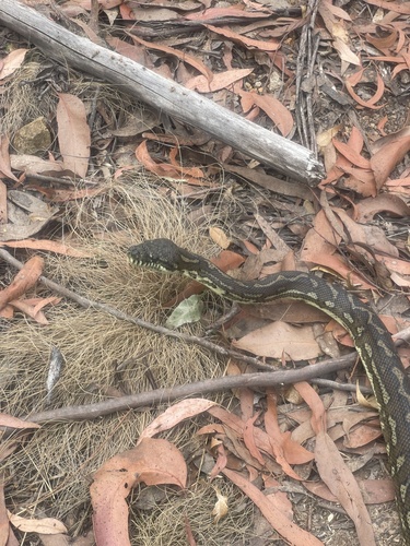 Coastal Carpet Python sighting