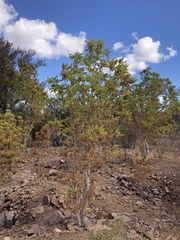 Steganotaenia araliacea araliacea