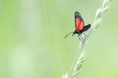 Zygaena osterodensis