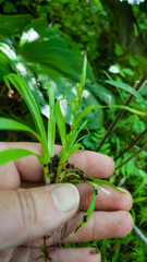 Carex digitalis
