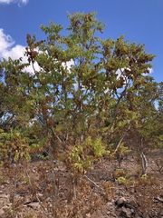 Steganotaenia araliacea araliacea