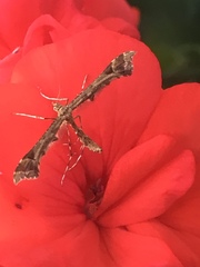 Amblyptilia pica
