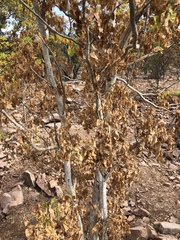 Steganotaenia araliacea araliacea