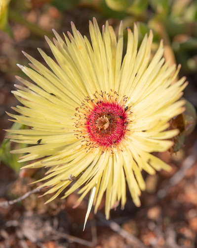 Redcentre Starfig (Cephalophyllum pillansii)