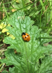 Coccinella septempunctata