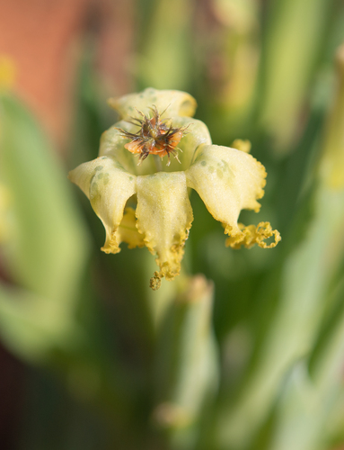 Namaqua Spiderlily (Ferraria macrochlamys)
