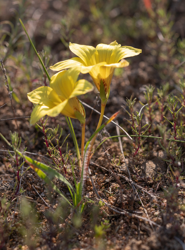 Romulea citrina