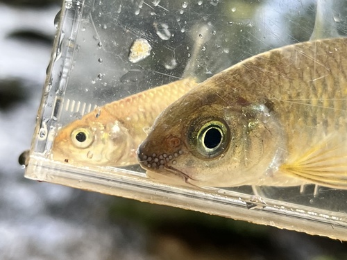 Mekong barb (Poropuntius deauratus) — Cyprinidae — 5