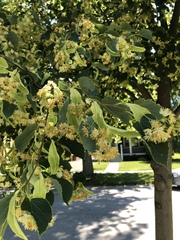 Tilia americana
