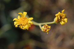 Othonna macrophylla