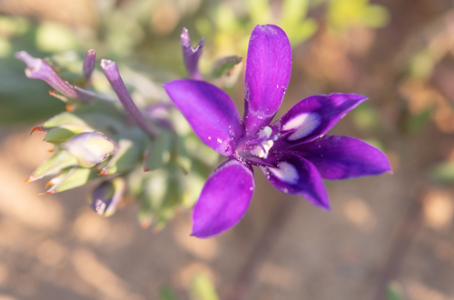 Namaqua Bentflower Bobbejaantjie (Babiana curviscapa)
