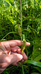 Carex lacustris