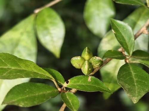 Orixa japonica Thunb.