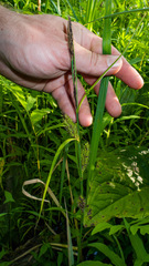 Carex lacustris