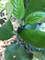 Pseudoxylosteus ornatus