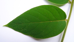 Tournefortia villosa