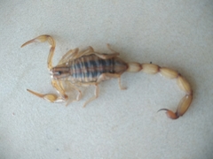 Centruroides elegans