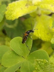 Oedemera simplex