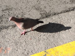 Patagioenas picazuro