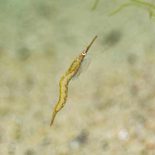 Chameleon Shrimp, photo 4 of 9