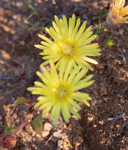 Cleretum papulosum, photograph 6