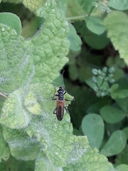 Oedemera simplex