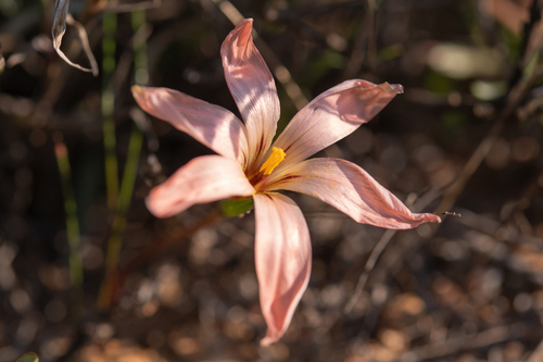 Romulea namaquensis