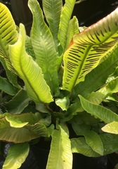 Asplenium scolopendrium