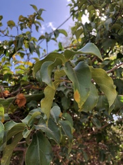 Strophanthus petersianus