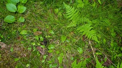 Carex trisperma