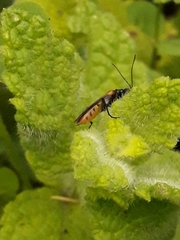 Oedemera simplex