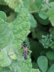 Oedemera simplex