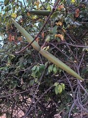 Strophanthus petersianus