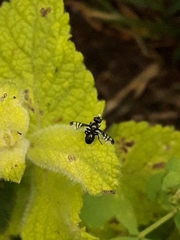 Rivellia syngenesiae