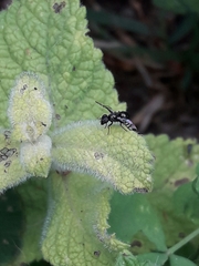 Rivellia syngenesiae