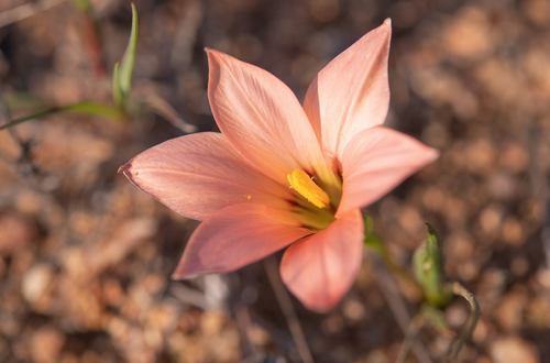 Romulea namaquensis