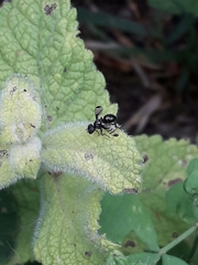 Rivellia syngenesiae