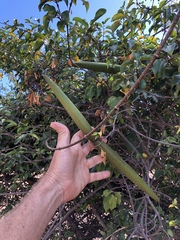 Strophanthus petersianus