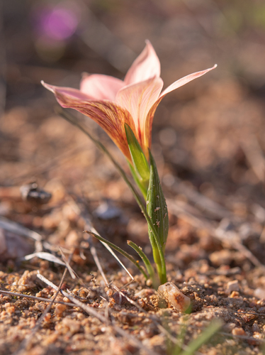 Romulea namaquensis