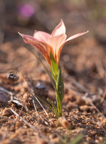 Romulea namaquensis