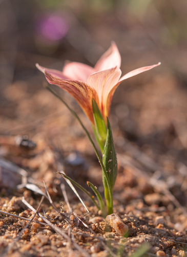 Romulea namaquensis