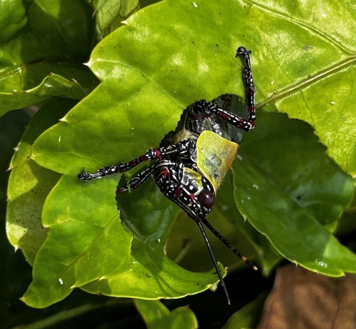 Variegated grasshopper