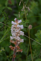 Orobanche picridis