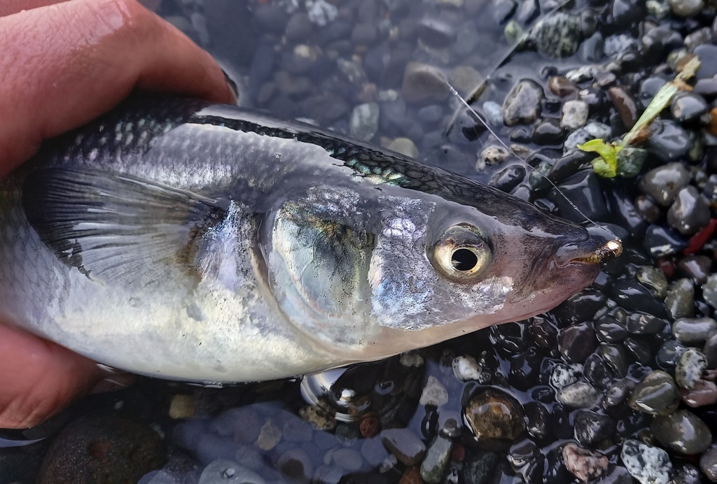 Maule silverside (Odontesthes mauleanum) — Atherinopsidae
