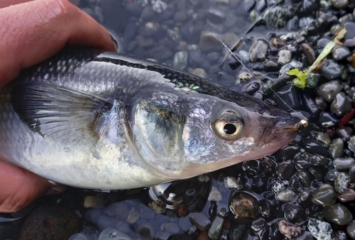 Maule silverside (Odontesthes mauleanum) — Atherinopsidae